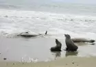 Hundreds of sea lions and dolphins are turning up dead on California coast