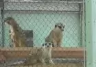 All 5 meerkats died at Philadelphia Zoo from unknown toxin, officials say